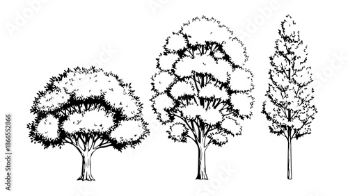 Three distinct trees in line isolated on white background, Vector
