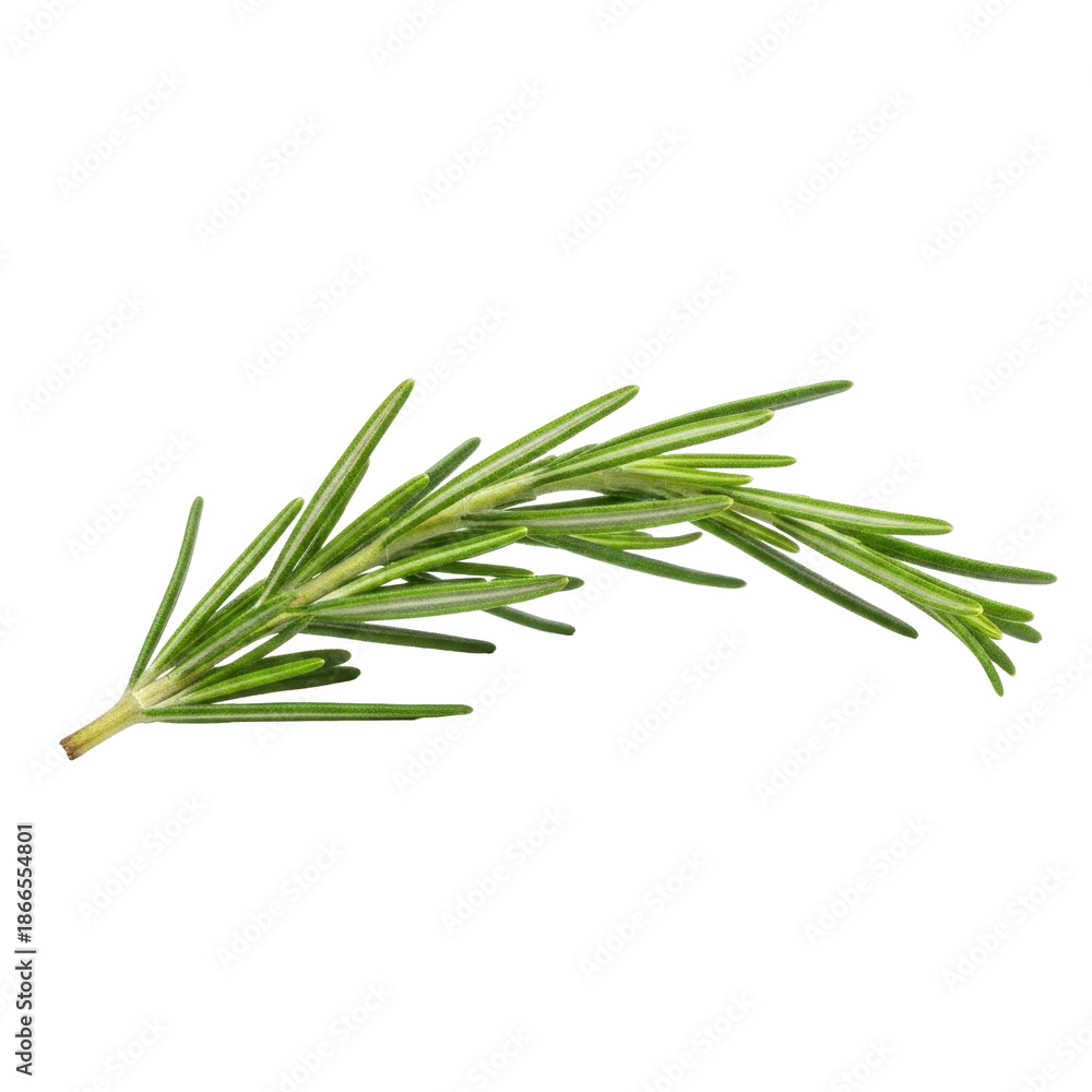 Fototapeta premium Fresh rosemary sprig