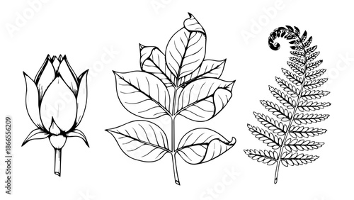 Line drawing of a rose, leaf, and fern isolated on white background, Vector