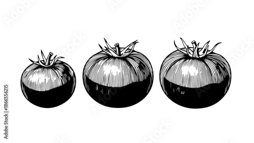 Three tomatoes in varying sizes isolated on white background, Vector