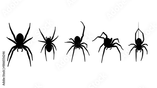 Five spiders in a row isolated on white background, Vector