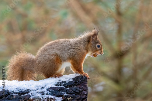 Hungry little Scottish red squirrel in the woodland in winter  in the snow