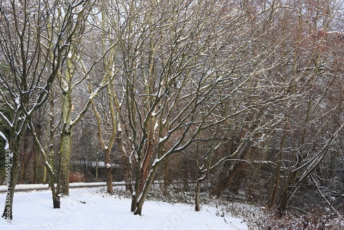 Amsterdam Vondelpark Snowy Branches, Netherlands