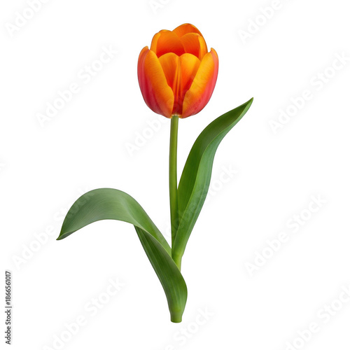 Single orange tulip bloom isolated on transparent background
