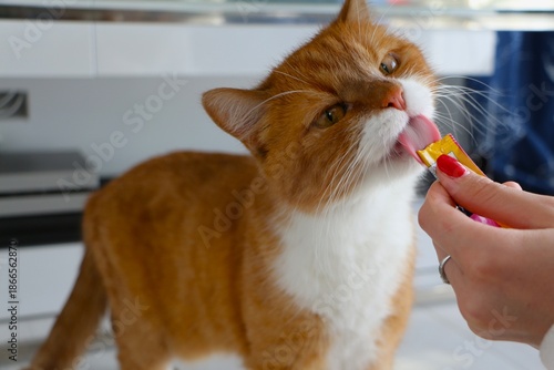Obraz na płótnie orange Cat Enjoying a Delicious Liquid Treat from a Hand