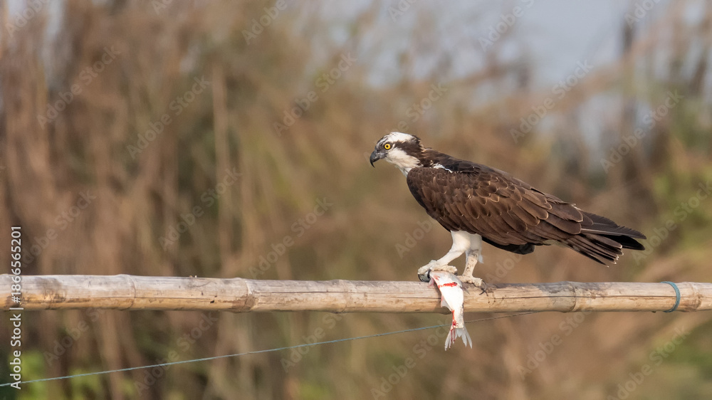 Fototapeta premium An Osprey or western osprey (Pandion haliaetus) sitting with a big fish kill at Chupi Char, Purbasthali, Bardhaman, West Bengal, India