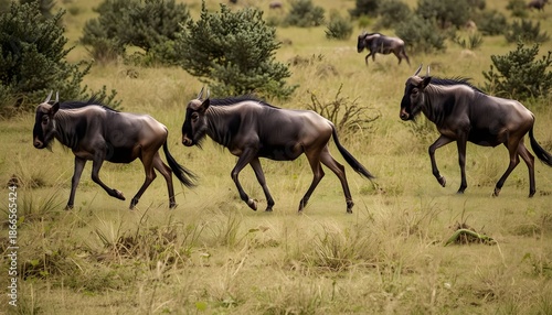 Wildebeests running across the savannah