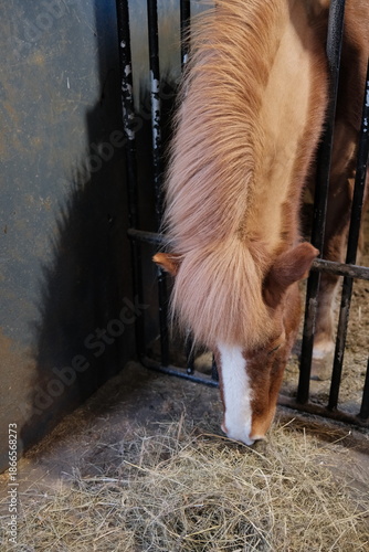 icelandic horse eats hay in the stable