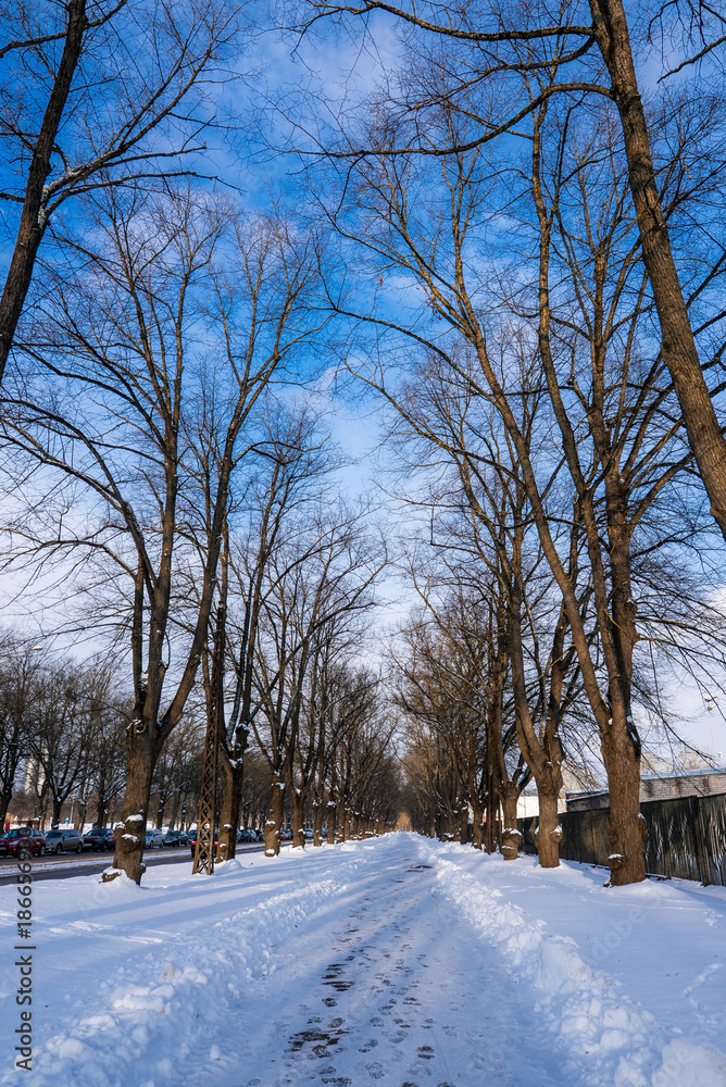 Fototapeta premium A snow covered path runs through a tree lined avenue in Riga, Latvia. Footprints mark the walkway, cars and a fence line the sides, and tall bare trees form a tunnel.