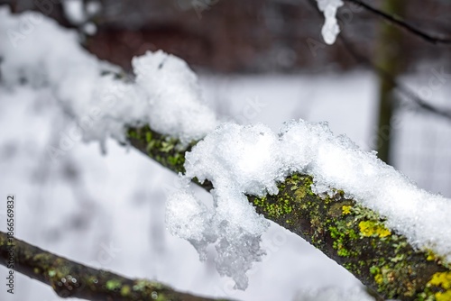 Wallpaper Mural Crisp white powder clings to a mossy, lichen-covered winter branch, highlighting the vibrant contrast of a freezing forest scene Torontodigital.ca