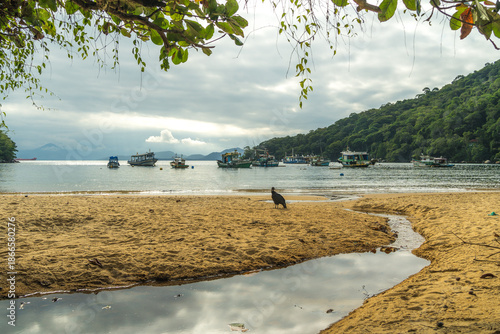 Beach with Fishing Boats and Bird