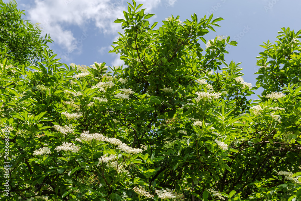 Fototapeta premium Top of blooming elder bush against sky in sunny day