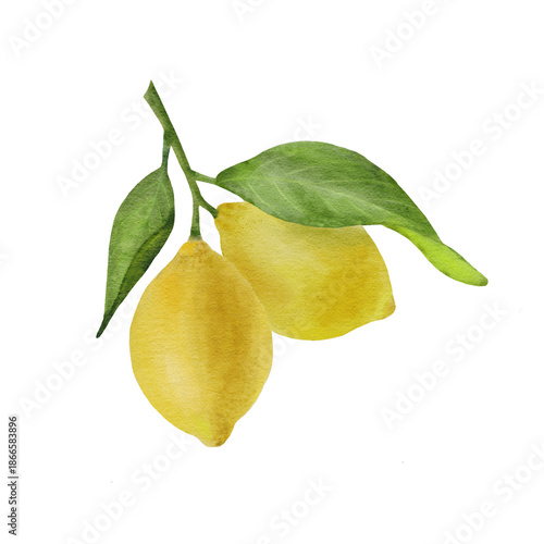 Fresh citrus yellow lemons on branches with green leaves. Lemon tree