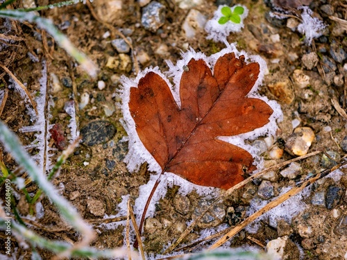 frozen leaf on the forest floor