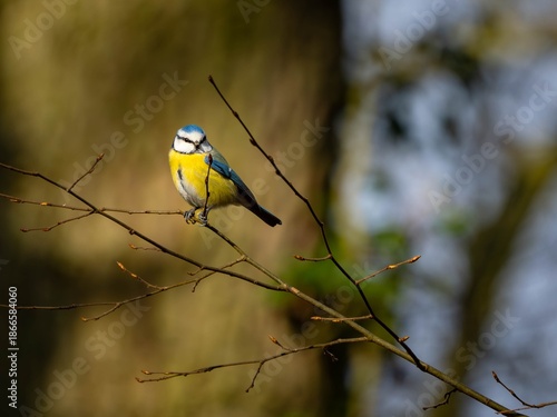 a blue tit on a branch in the sunlight
