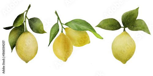 Fresh citrus yellow lemons on branches with green leaves. Lemon tree