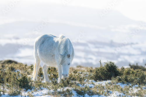 white horse in snow