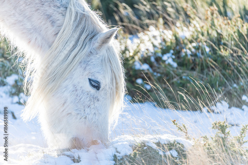 white horse grazing in the snow