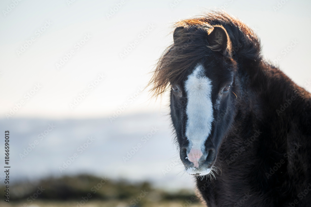 Fototapeta premium portrait of a brown horse