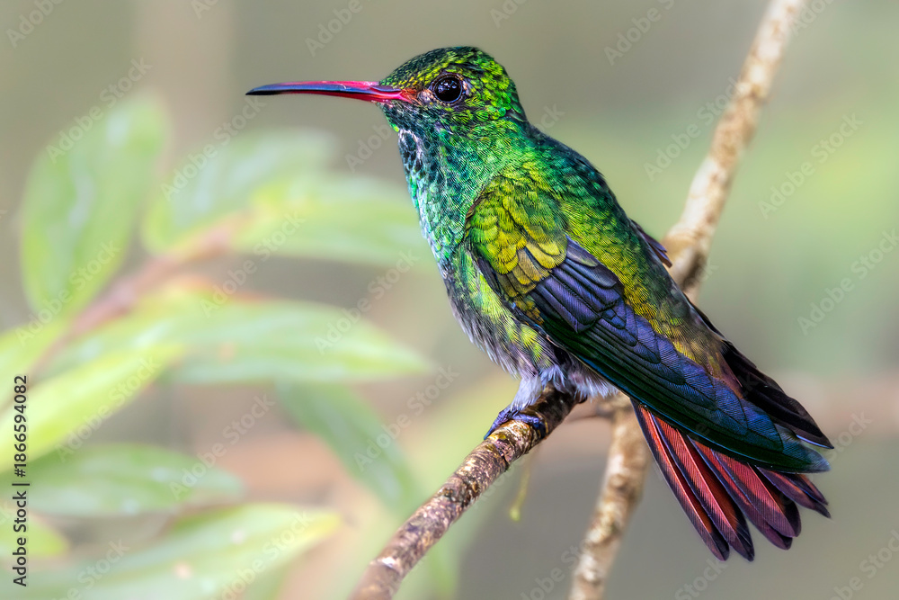 Fototapeta premium Costa Rica, Alajuela Province. Rufous-tailed hummingbird (Amazilia tzacatl), magnificent “emerald” bird with chestnut-brown tail is often found in open, non-forested areas and the edges of forest