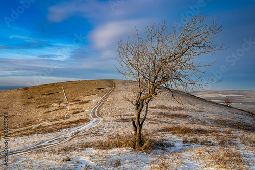 Winding Dirt Road and Lonely Tree on Snowy Hill in Winter