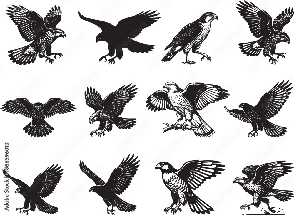 Obraz premium Goshawk Silhouette on White Background