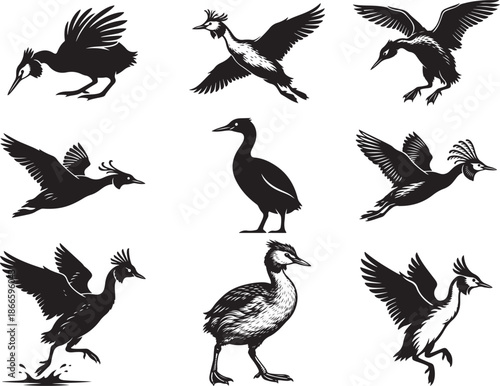 Grebe Bird Silhouette on White Background