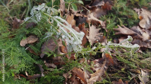 Frozen green plant covered in ice swaying in wind, 4K