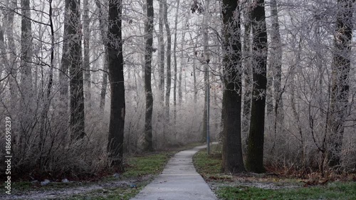 Falling snow over park path and frost covered trees at sunrise, 4K