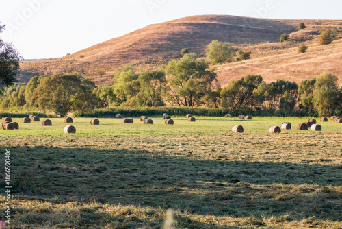 Golden hay bales in agricultural fields with different crops and hay rolls during harvest