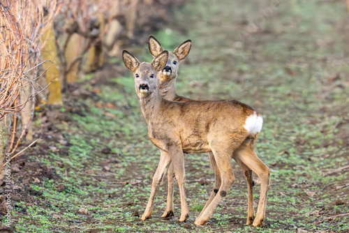 Two Roe Deer Fawns Standing in a Winter Vineyard Field