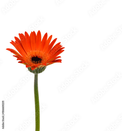 One orange Gerber flower, daisies isolated on white 