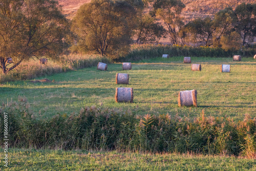 Golden hay bales in agricultural fields with different crops and hay rolls during harvest