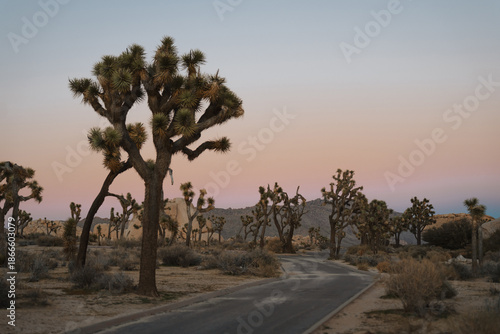 Joshuas Tree landscape at sunset. National Park.