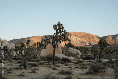 Joshuas Tree landscape at sunset. National Park.