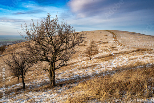 Winter Hill Landscape with Bare Trees and Winding Dirt Path