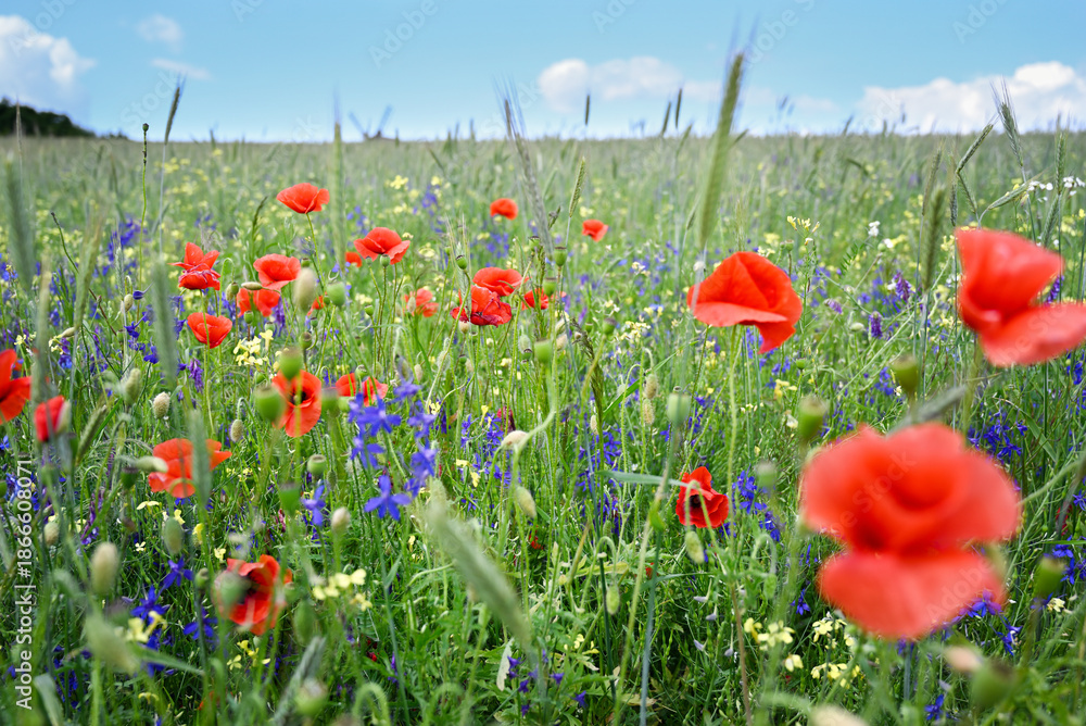 Obraz premium Wildflower meadow with bright red poppies blooming among young wheat plants and green grasses under clear blue sky. Natural summer landscape with shallow depth of field.