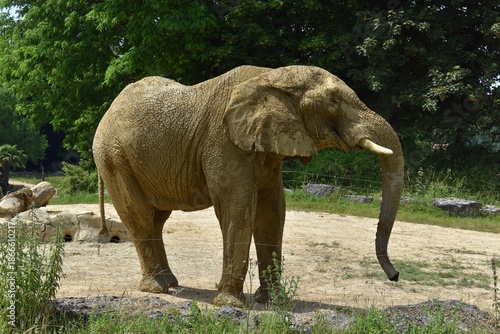 Eléphant de Savane d'Afrique, Savanna Elephant, (Loxodonta africana) couvert de boue séchée, évoluant dans son enclos de captivité.