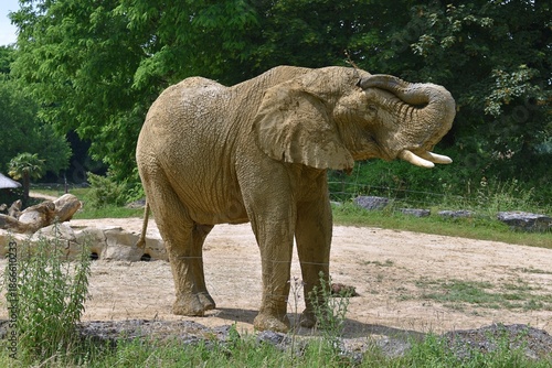 Eléphant de Savane d'Afrique, Savanna Elephant, (Loxodonta africana) couvert de boue séchée, évoluant dans son enclos de captivité.