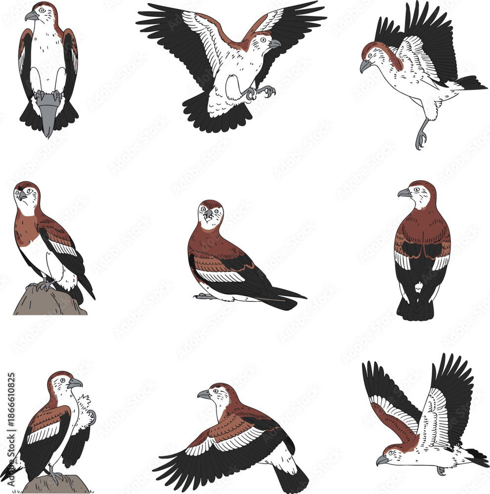 Fototapeta premium Wildlife Birds of Prey Eagle and Falcon Illustrations