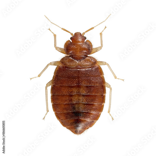 Bed Bug Up Close: A detailed top-down shot of a bed bug, revealing its anatomy and texture. Emphasizing its segmented body and antenna, providing an educational and clinical perspective.