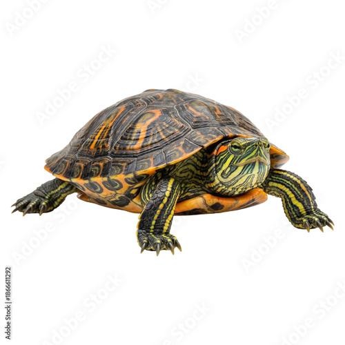 Turtle in Detailed View: An up-close view reveals the intricate textures and patterns of a turtle's shell, capturing the reptile's unique features, showcasing its resilience and quiet demeanor.