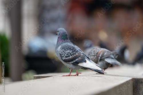 Close-up shots of pigeons around the New York Public Library, captured with soft focus and a gently blurred background, creating a calm urban wildlife scene.