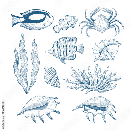 Set of underwater sea creatures. Tropical fishes, corals and seaweeds and seashells. Hand-drawn vector elements for design in classic engraving style.