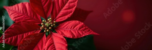 Bold red poinsettia with a single white feather, classic Christmas setting , classic, season, blossom