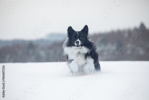 Border Collie im Schnee