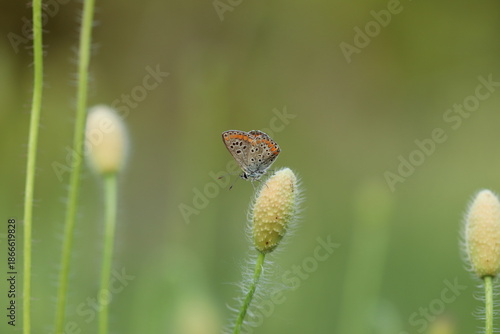 una farfalla licenide al tramonto