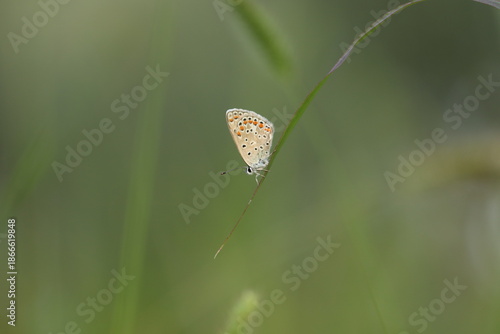 una farfalla licenide al tramonto