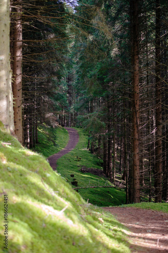 Magical view of a small curving path in a pine wood