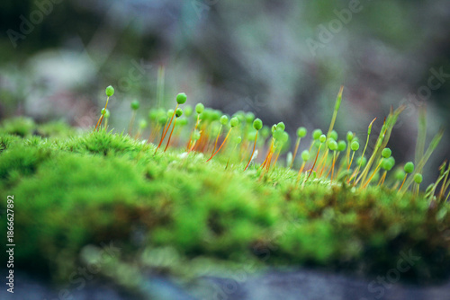 Fotografía Moss with green spore capsules on thin stems, macro shot